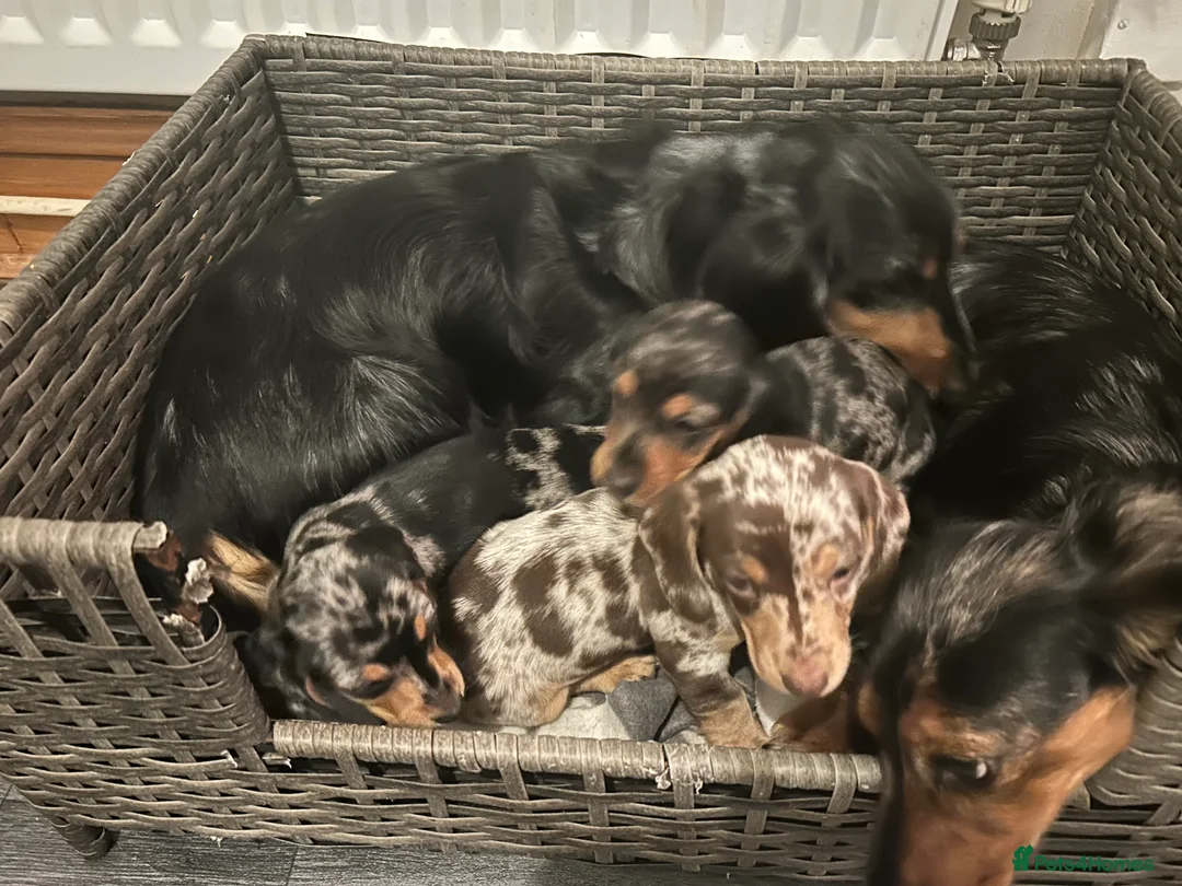 Miniature Dachshund dogs for sale: 2 stunning miniature dachshunds 🔆 - Advert 4