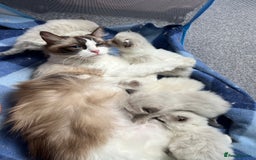 Ragdoll cats for sale: Ragdoll Kittens Championship DNA tested GCCF reg - Image 16