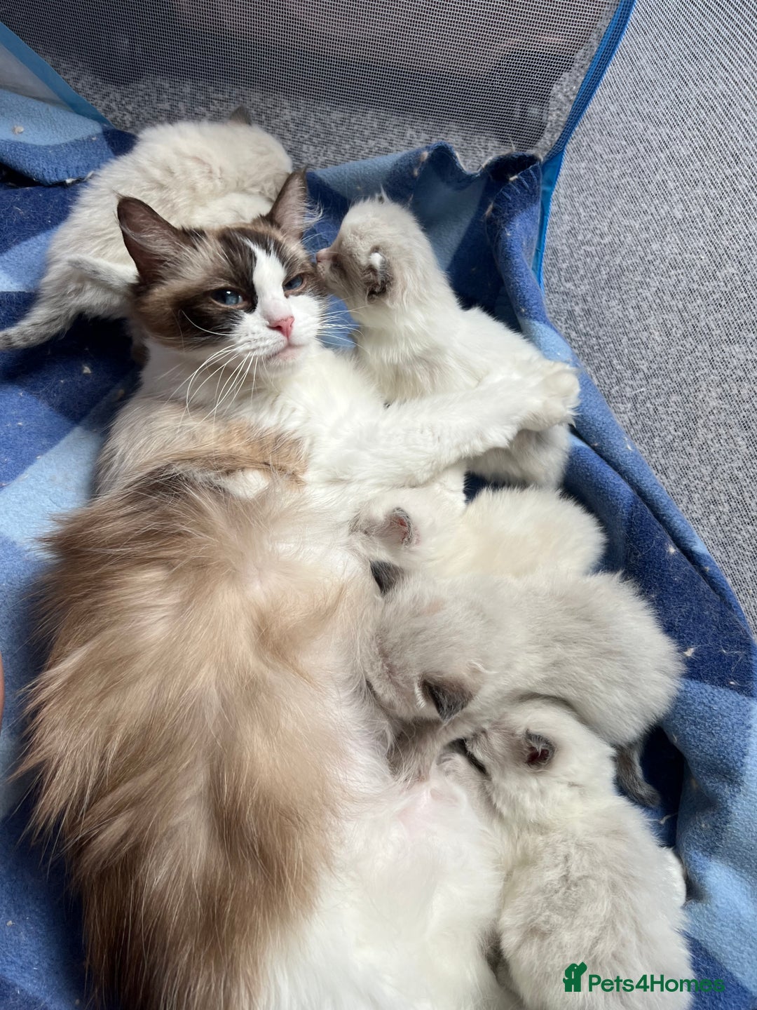 Ragdoll cats for sale: Ragdoll Kittens Championship DNA tested GCCF reg - Image 16