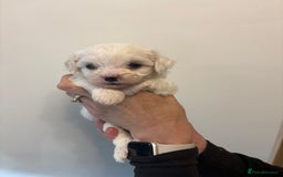 Maltipoo dogs for sale: 🤩 6 stunning Maltipoo puppies 🤩 - Image 4