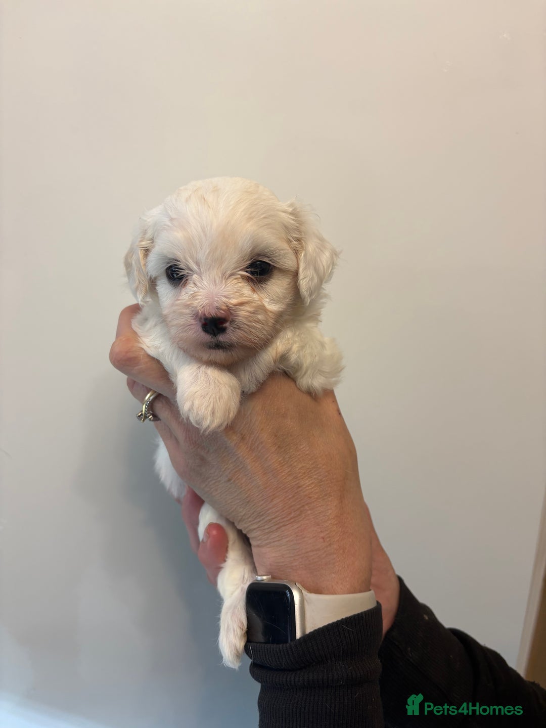 Maltipoo dogs for sale: 🤩 6 stunning Maltipoo puppies 🤩 - Image 4