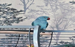 Ringnecks birds for sale: Rindian ring neck for sale  - Image 1