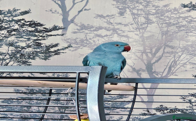 Ringnecks birds - Advert 1