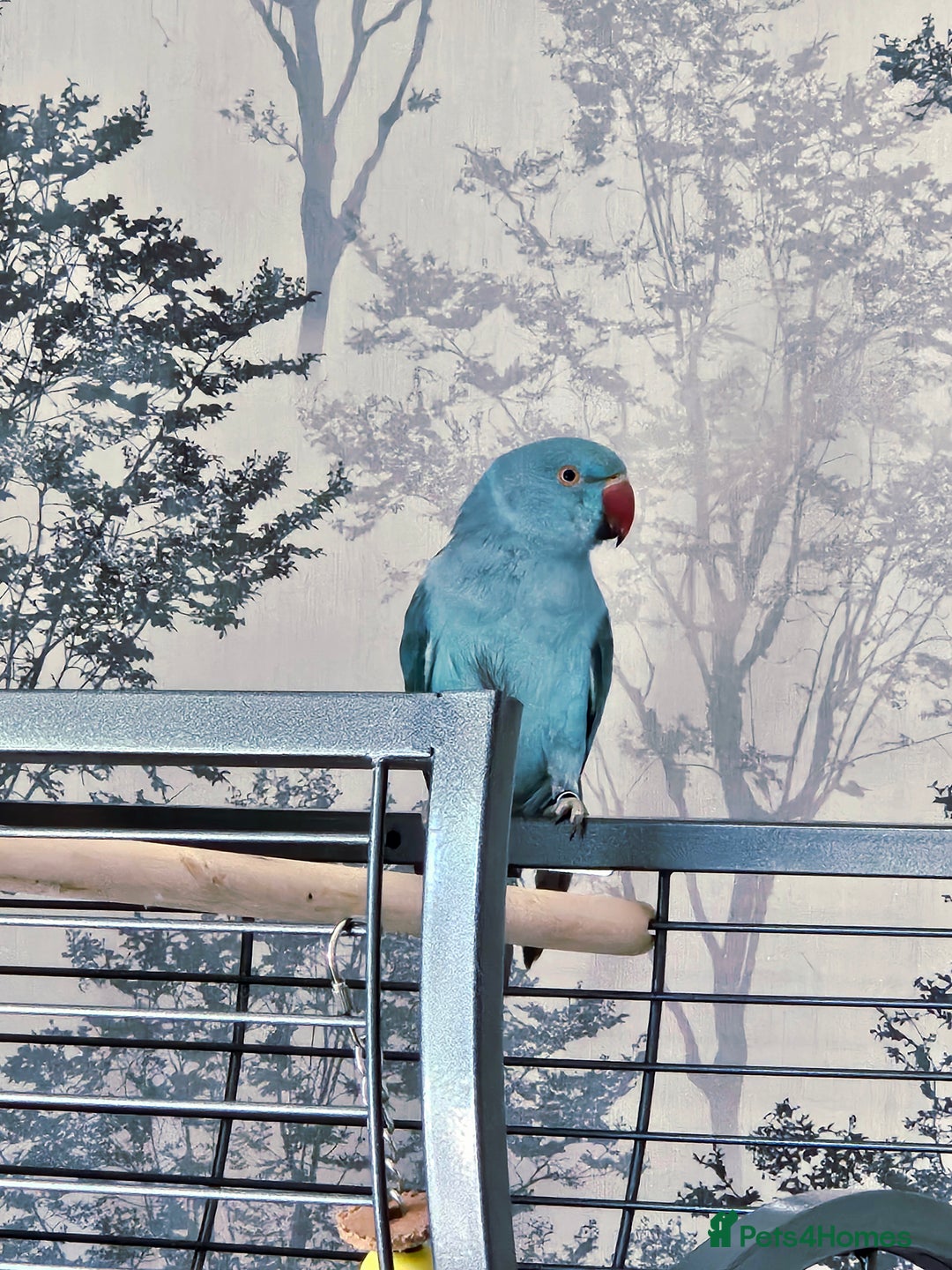 Ringnecks birds for sale: Rindian ring neck for sale  - Image 1