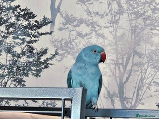 Ringnecks birds for sale - Advert 1