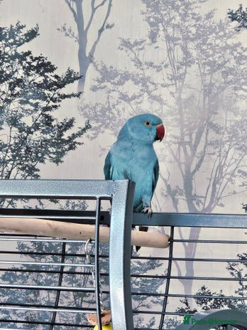 Ringnecks birds - Advert 1