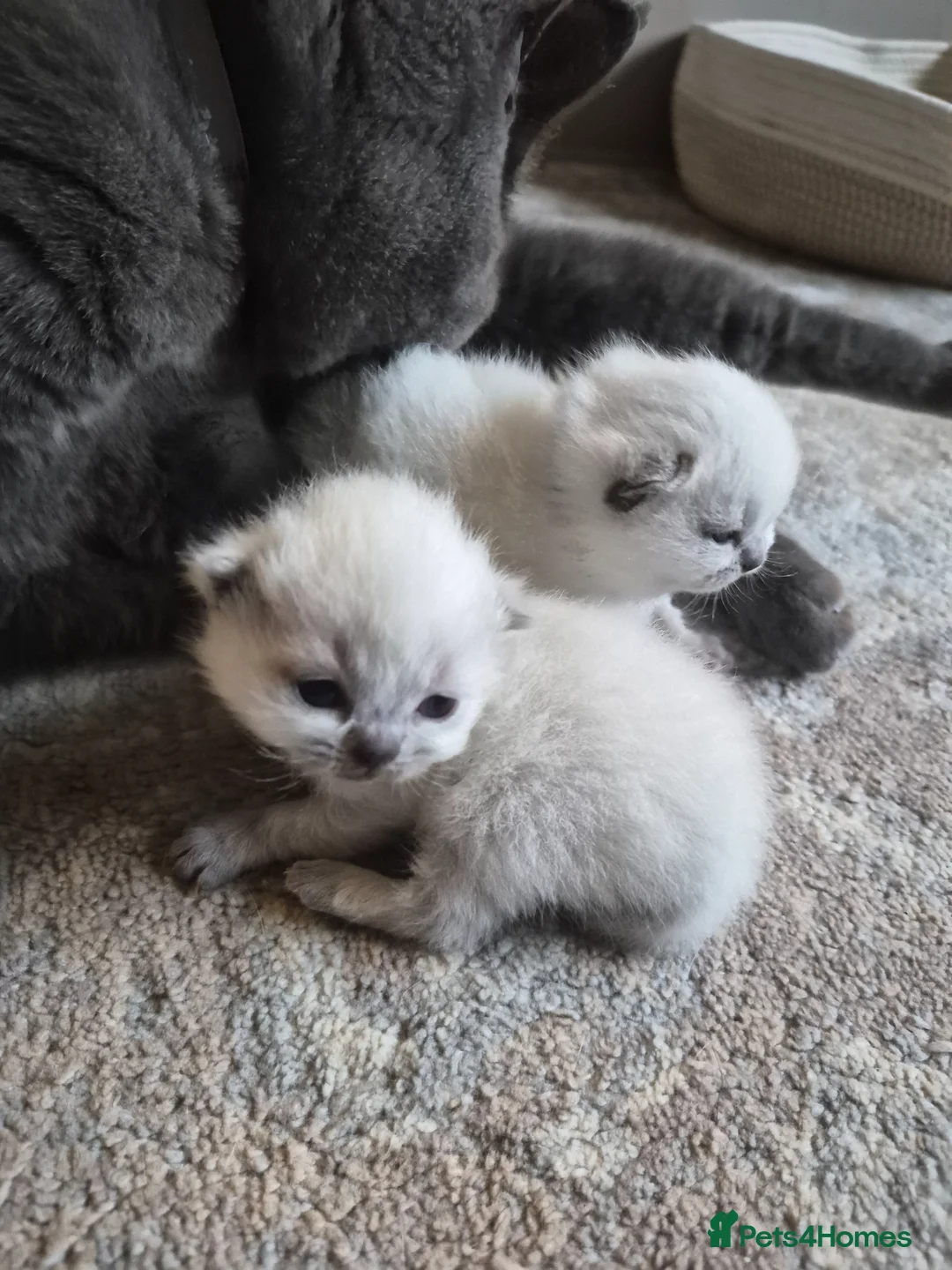British Shorthair cats for sale: 2x colour point female BSH kittens  - Advert 9