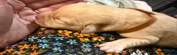 Labrador Retriever dogs for sale: Labrador puppies for sale  - Advert 23