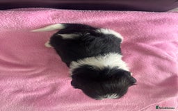 Biewer Terrier dogs for sale: 5 Adorable Purebred Biewer Terriers - Image 6