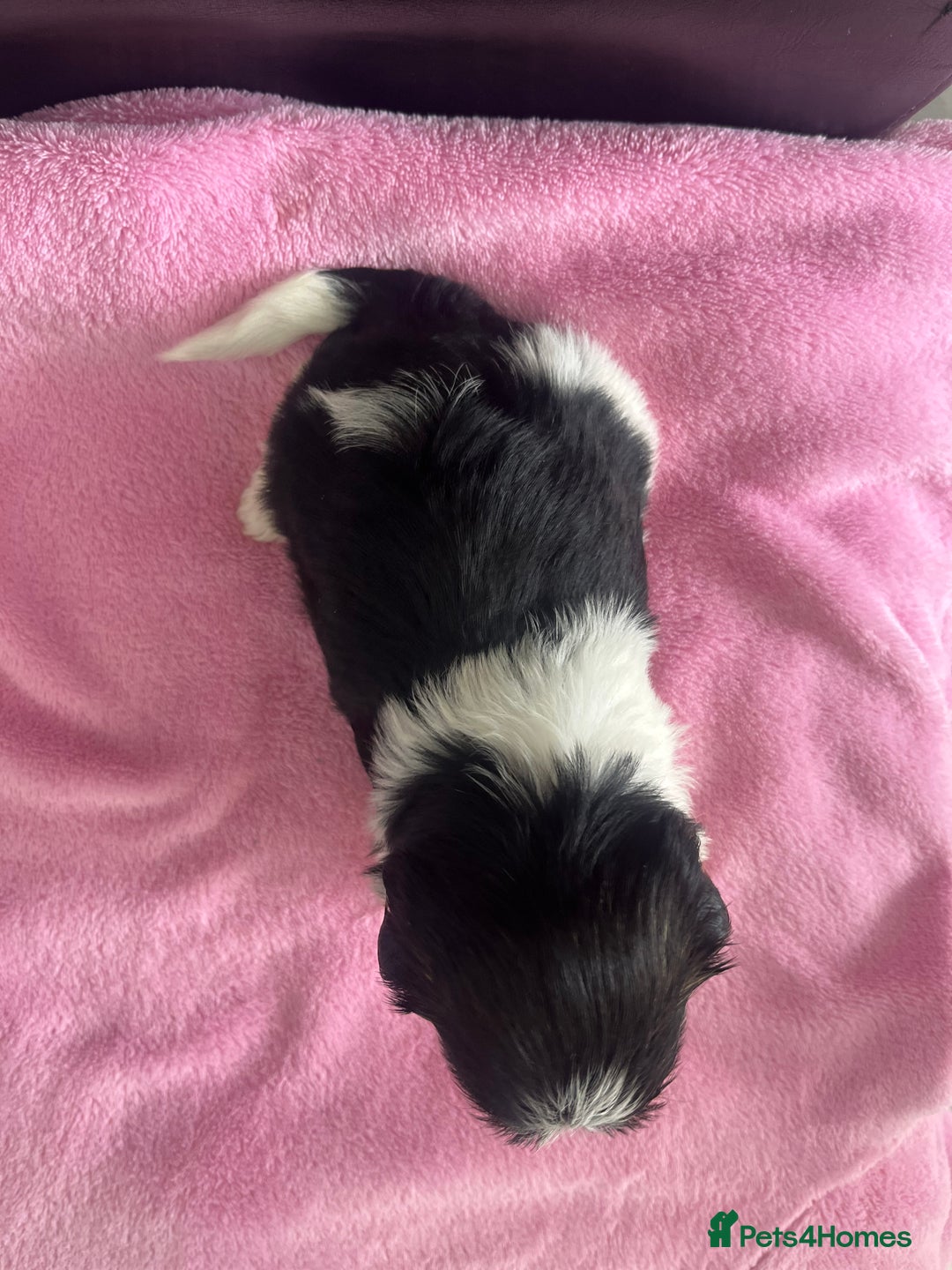 Biewer Terrier dogs for sale: 5 Adorable Purebred Biewer Terriers - Image 6