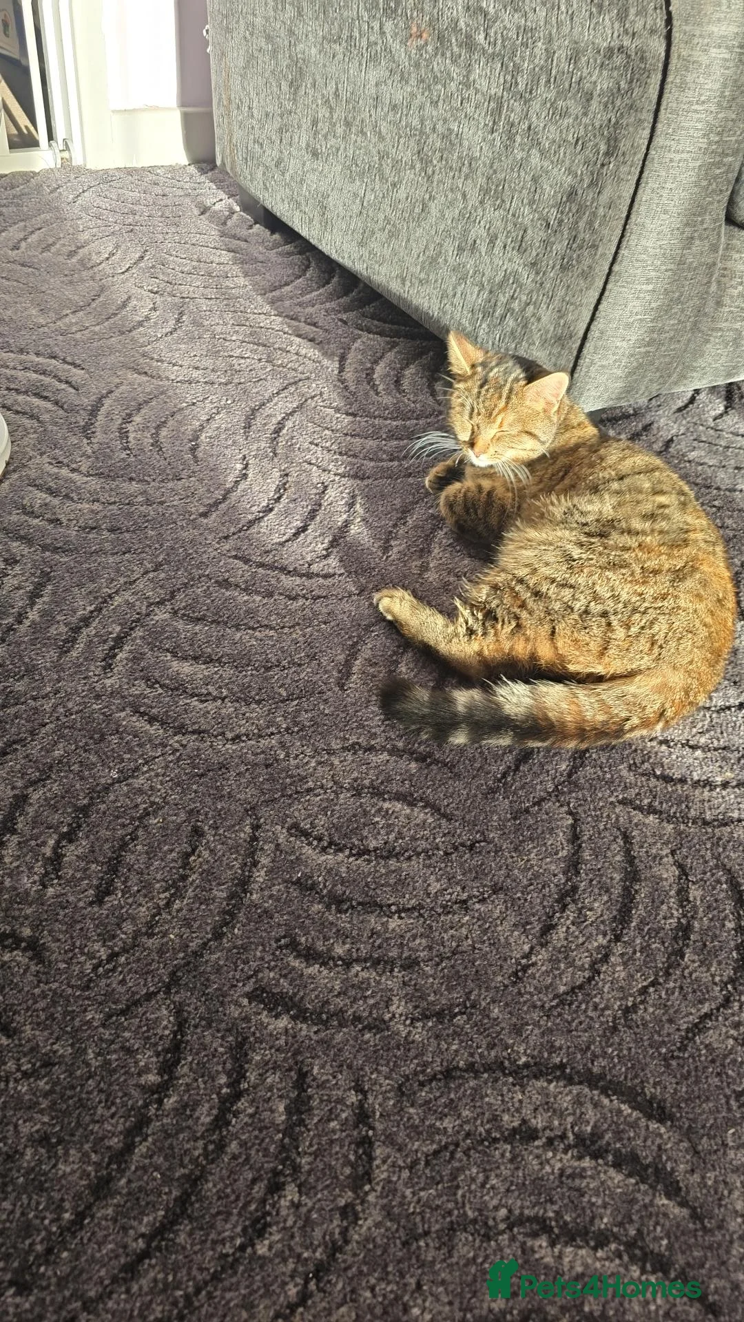 Mixed Breed cats for sale: 1 year old female cat - Advert 2