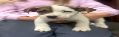 Jack Russell 3