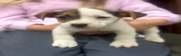 Jack Russell dogs for sale: Beautiful mixed litter of Jackrussel puppies  - Advert 5