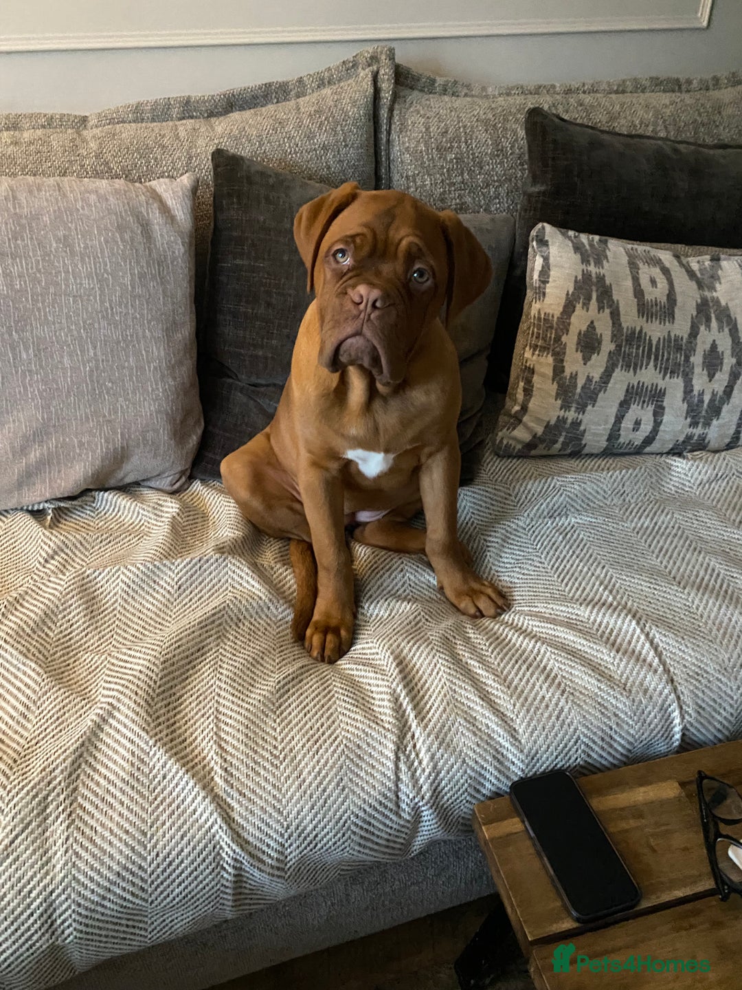 Dogue De Bordeaux dogs for sale: Male and female dogue de bordeaux puppies  - Advert 12