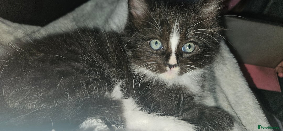 Mixed Breed cats for sale: **READY NOW** Gorgeous Half ragdoll kittens - Image 19