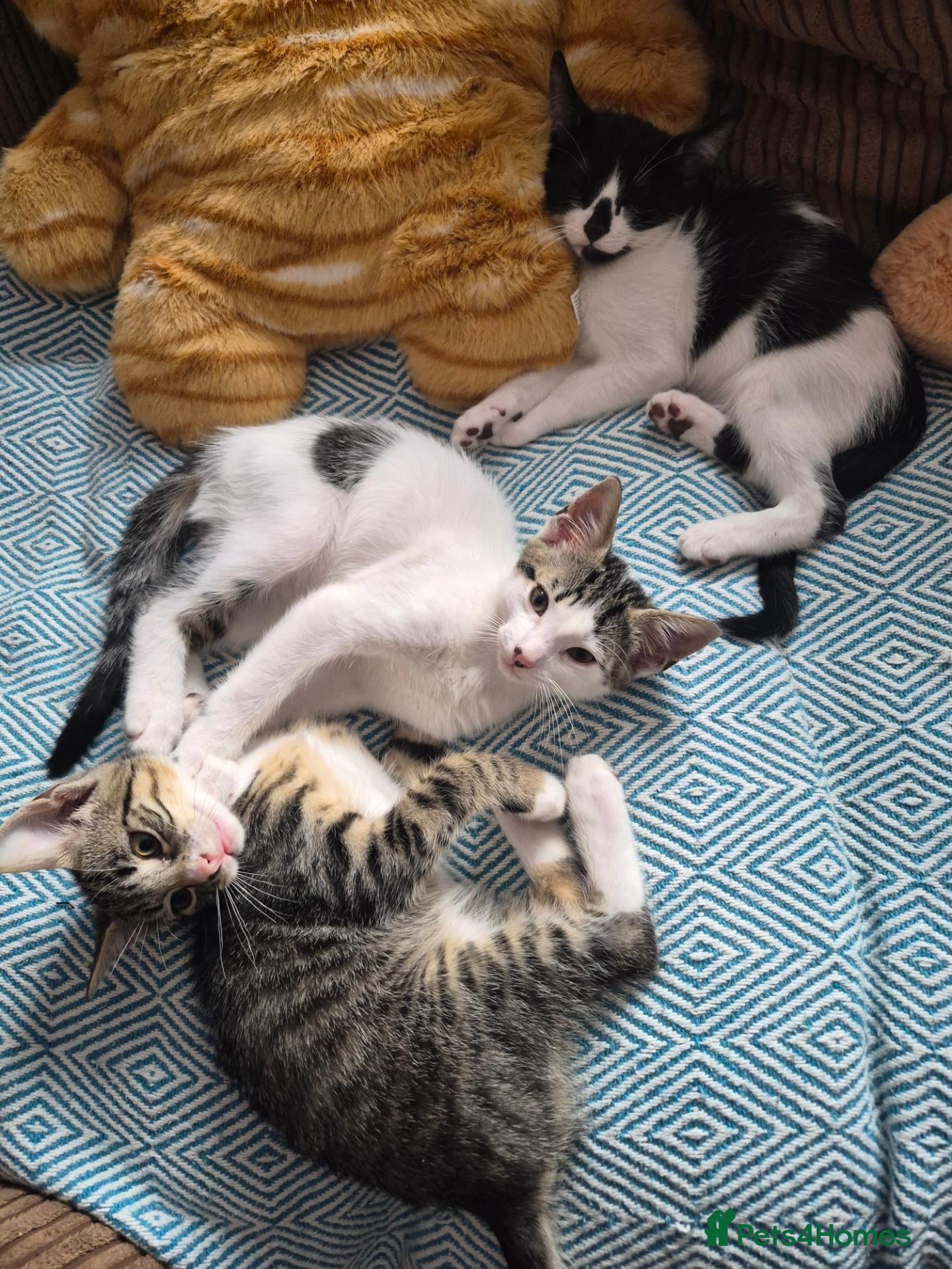 Mixed Breed cats Kittens - Advert 4
