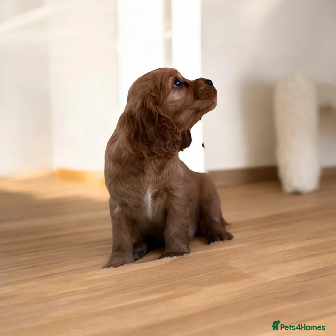 Cavapoo dogs for sale: F1 Cavapoo Puppy’s!  - Advert 10