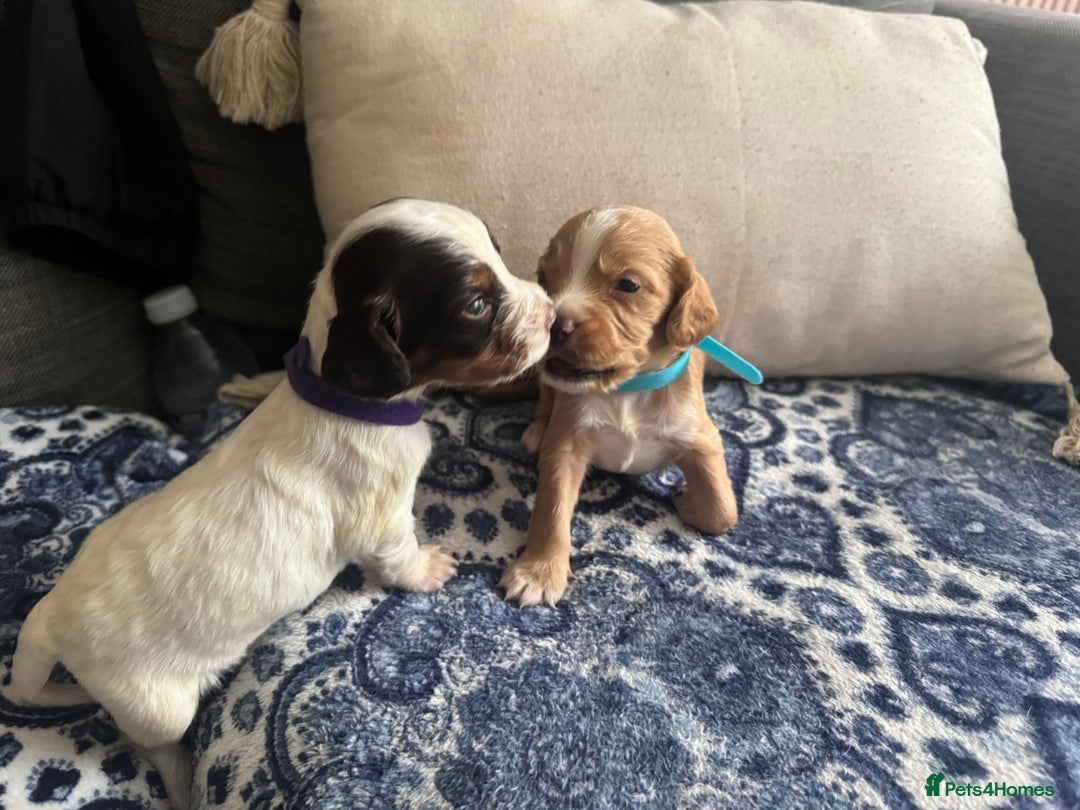 Cocker Spaniel dogs for sale: 6 gorgeous cockerspaniel puppy’s  - Image 10