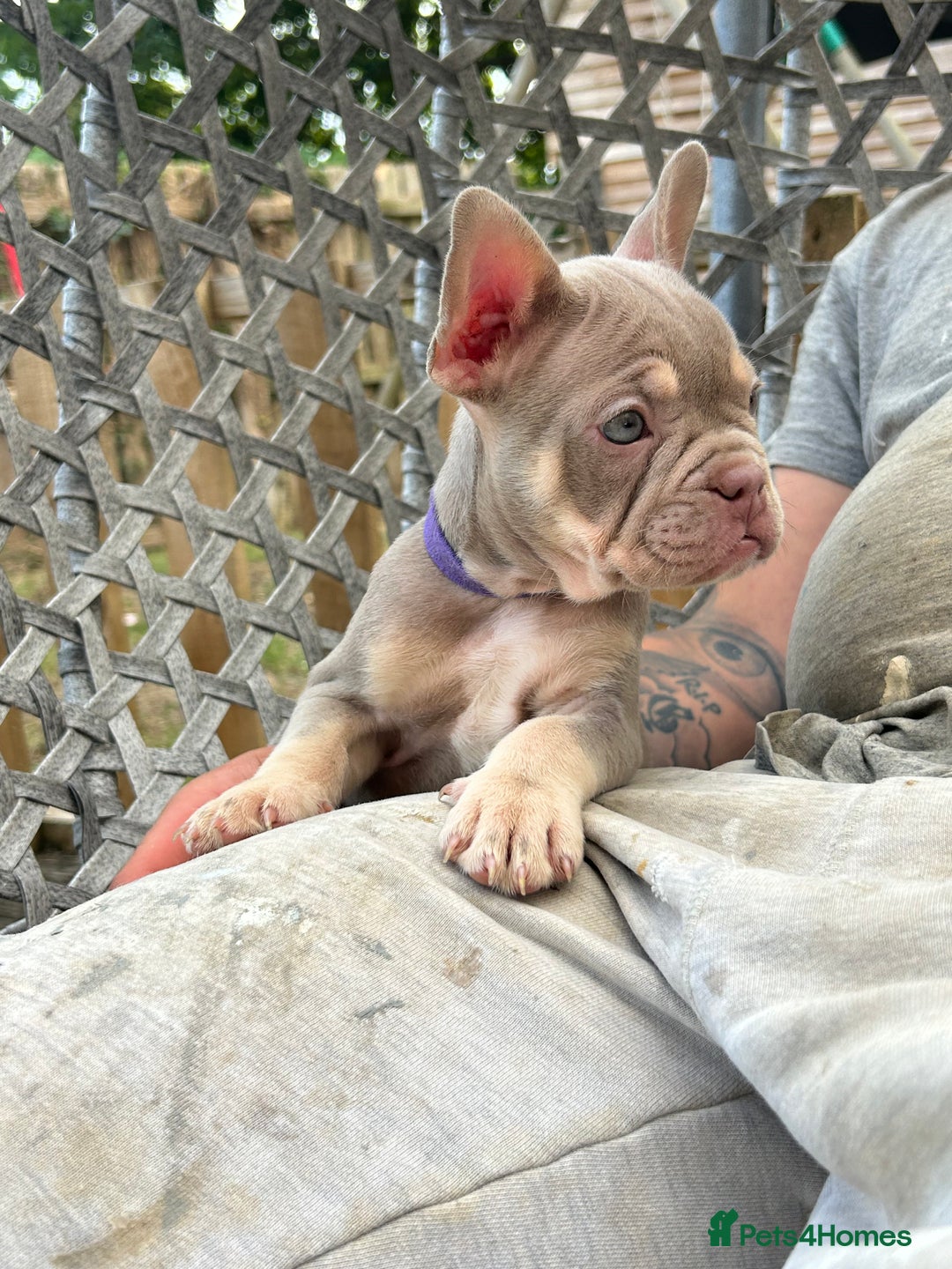 French Bulldog dogs for sale: 5* beautiful French bulldogs left ready to go 🏡 - Image 10