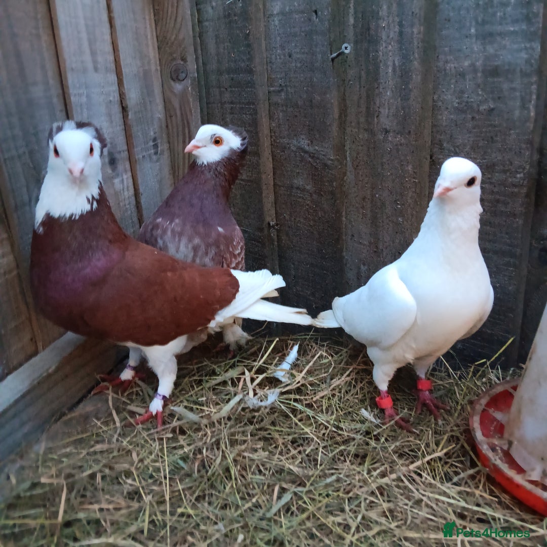 Pigeons birds for sale: Pigeons - Advert 1