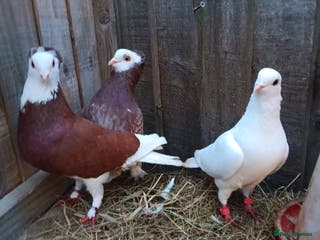 Pigeons birds Pigeons - Advert 12