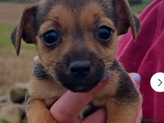 Jack Russell dogs - Advert 29