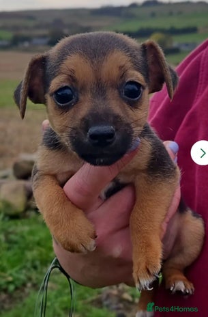 Jack Russell dogs - Advert 1