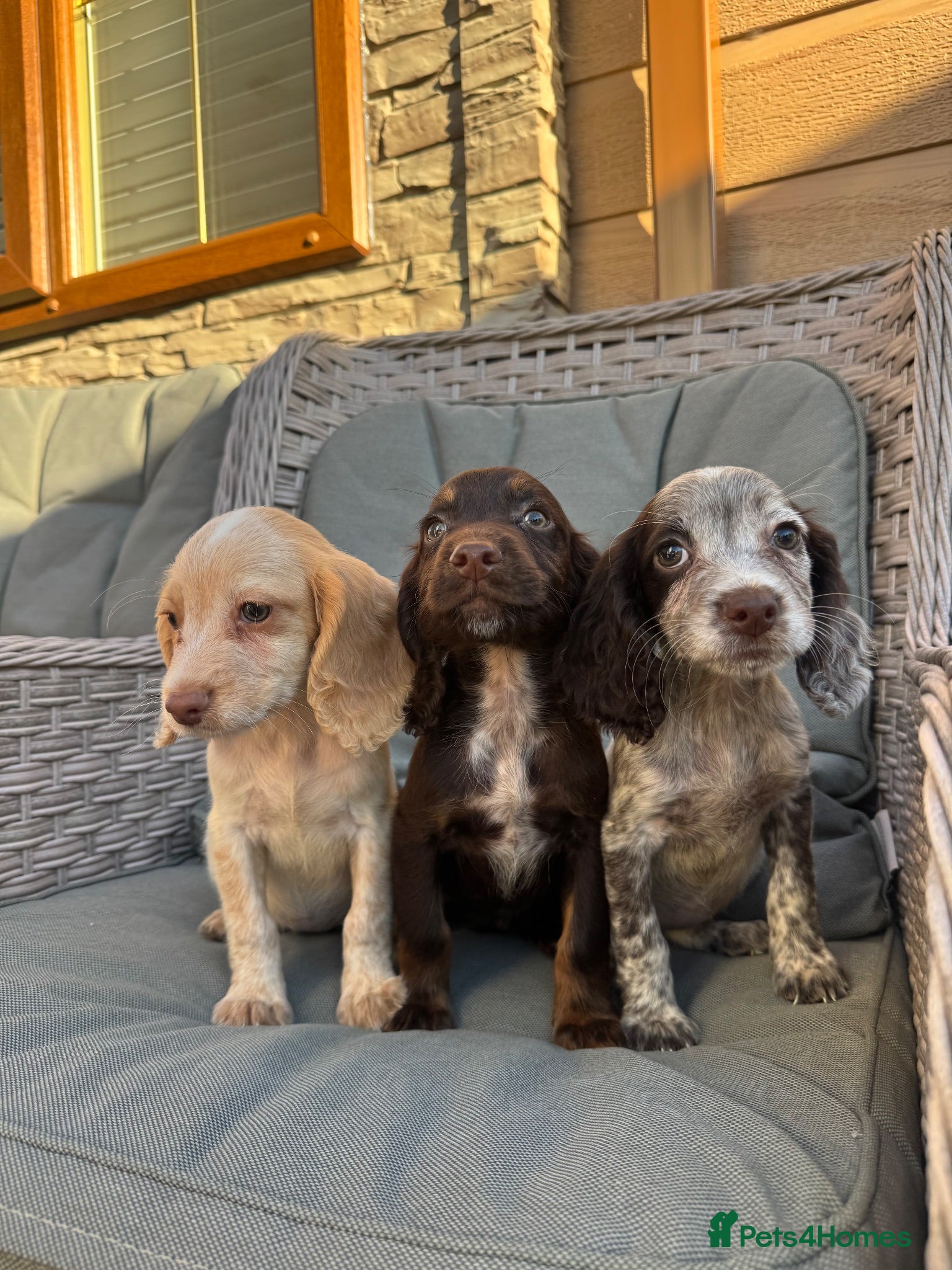 Cocker Spaniel dogs 3 cocker spaniels (council licensed breeders) - Advert 1