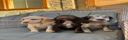 Cocker Spaniel dogs for sale: 3 cocker spaniels (council licensed breeders) - Advert 1