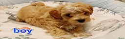 Maltipoo dogs for sale: Korean mulitpoo - Advert 3