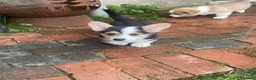 Welsh Corgi Pembroke dogs for sale: Badger needs a home! KC Corgi ready now  - Advert 3