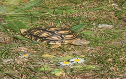 Tortoise reptiles for sale: Baby leopard tortoise - Image 1