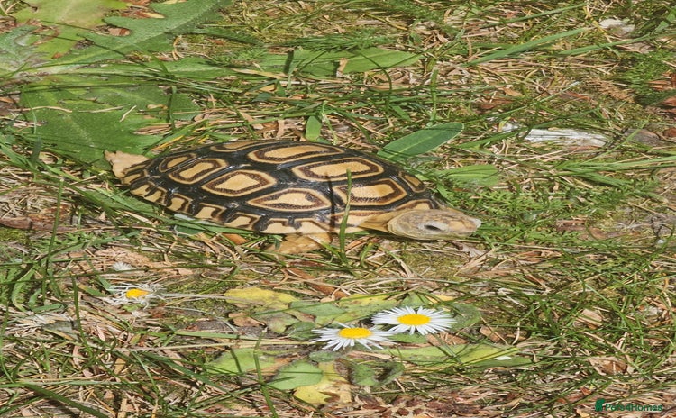 Tortoise reptiles - Advert 9
