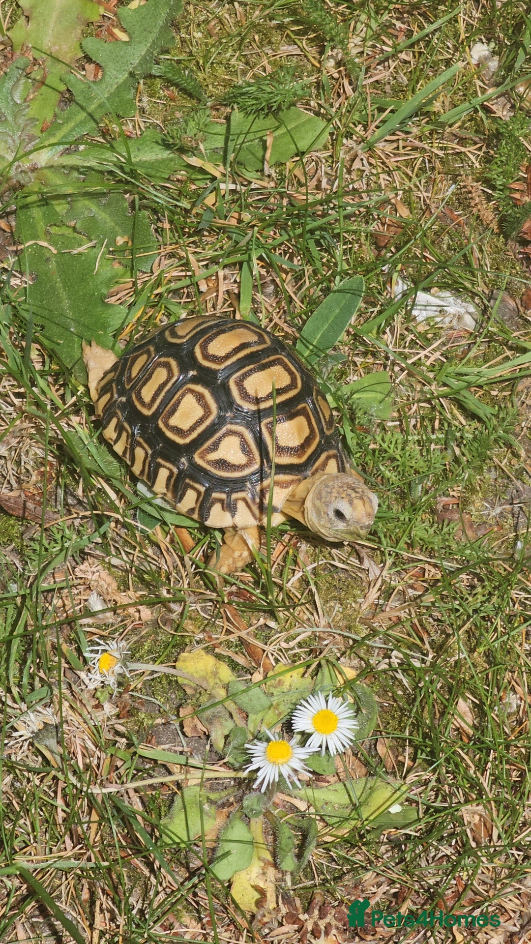 Tortoise reptiles for sale: Baby leopard tortoise - Image 1