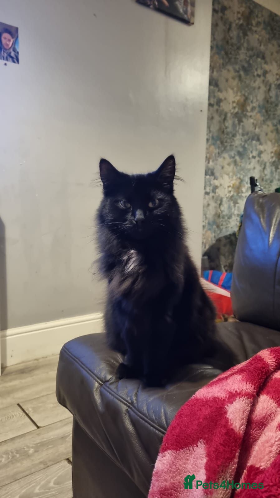 Mixed Breed cats Black cat - Advert 2