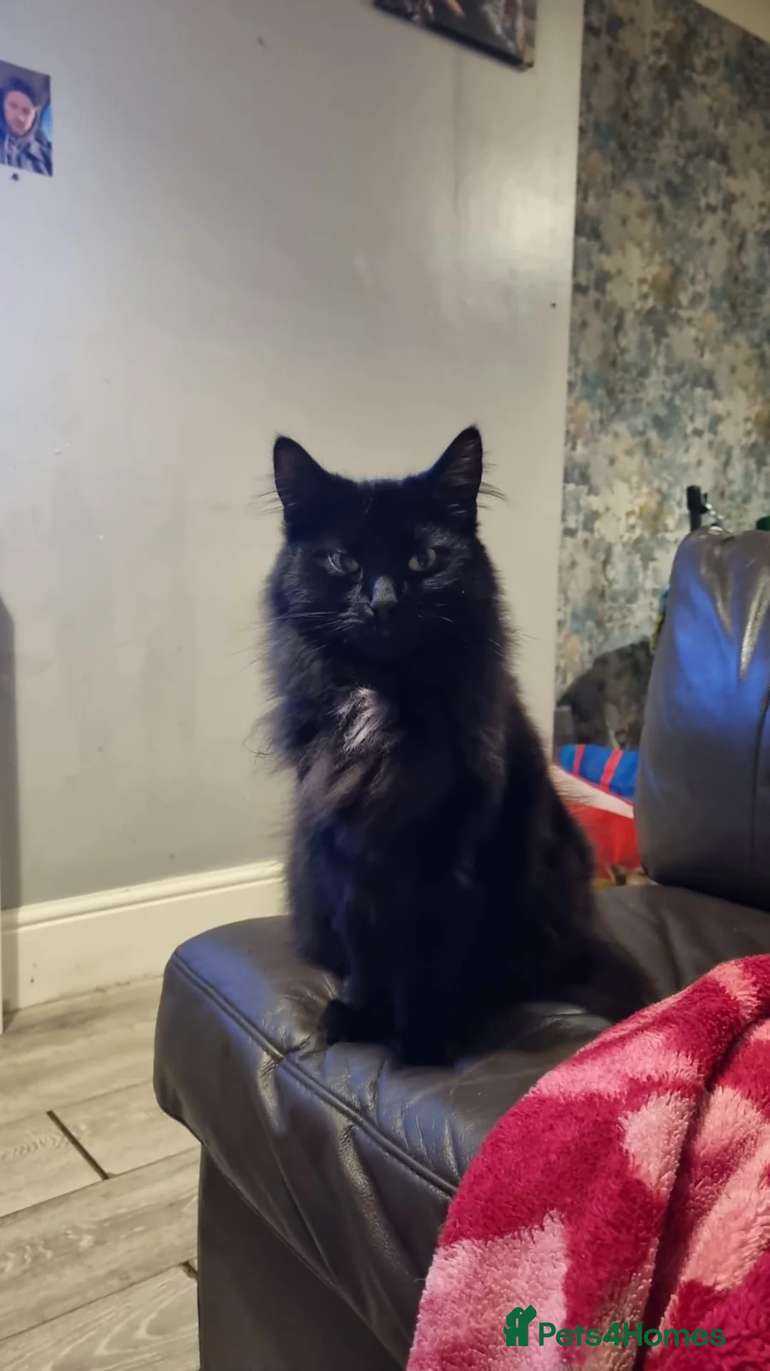 Mixed Breed cats for sale: Black cat in Bournemouth - Advert 1