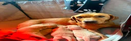 Labrador Retriever dogs for sale: Fox red little boy left  in Torpoint - Advert 1