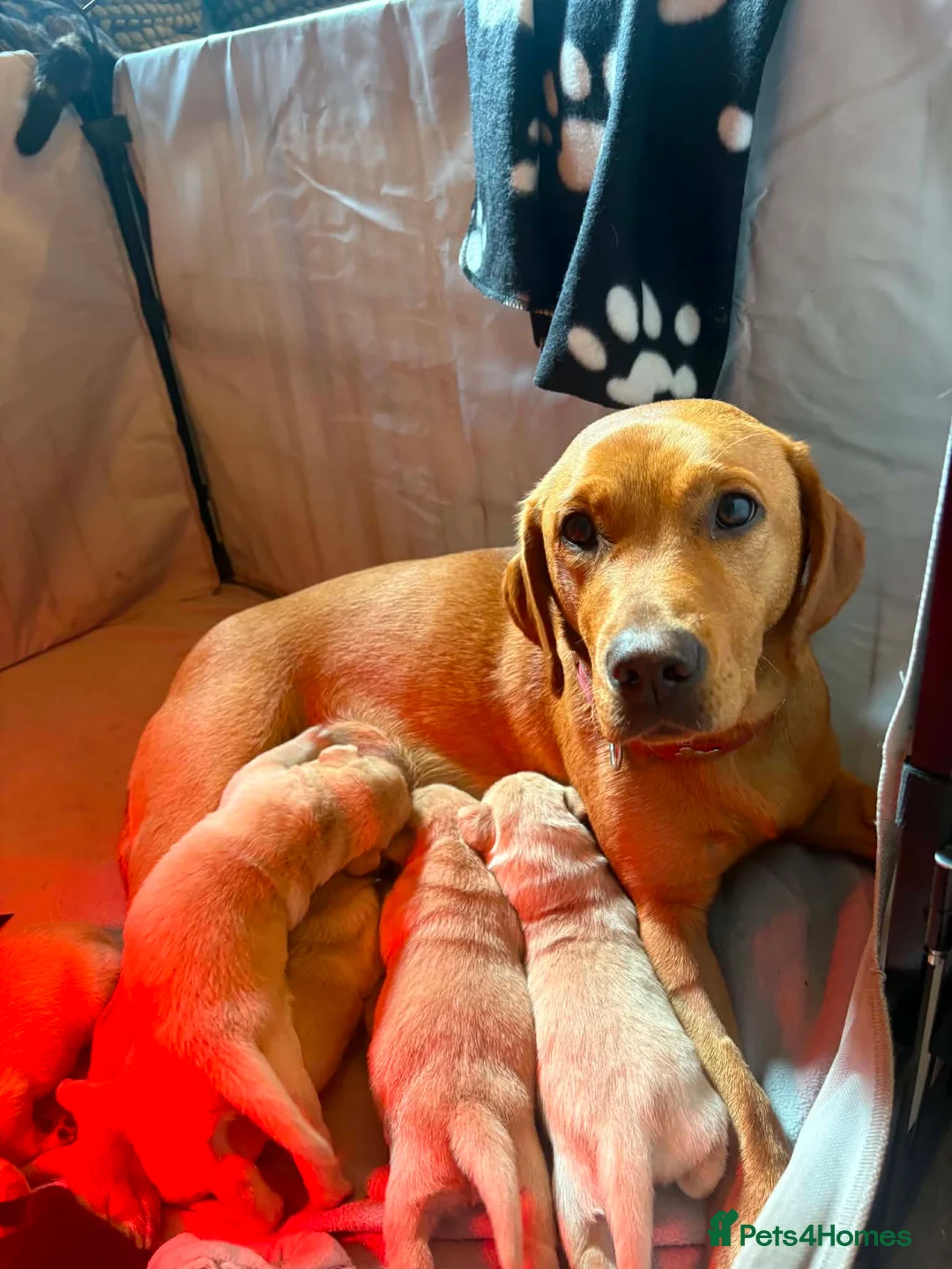 Labrador Retriever dogs for sale: Fox red little boy left  in Torpoint - Advert 1