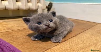 British Shorthair cats - Advert 6