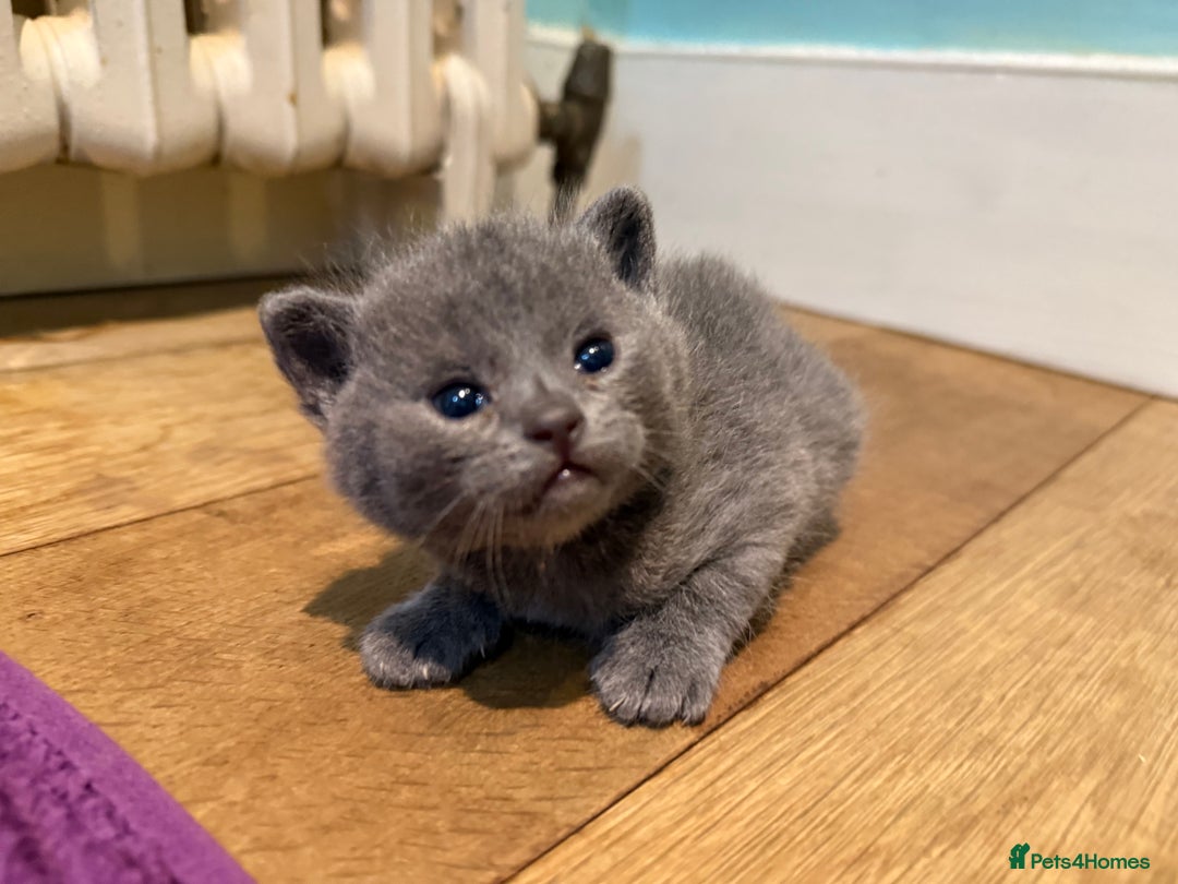 British Shorthair cats for sale: Beautiful Blue British Shorthair x Bengal kittens - Image 3