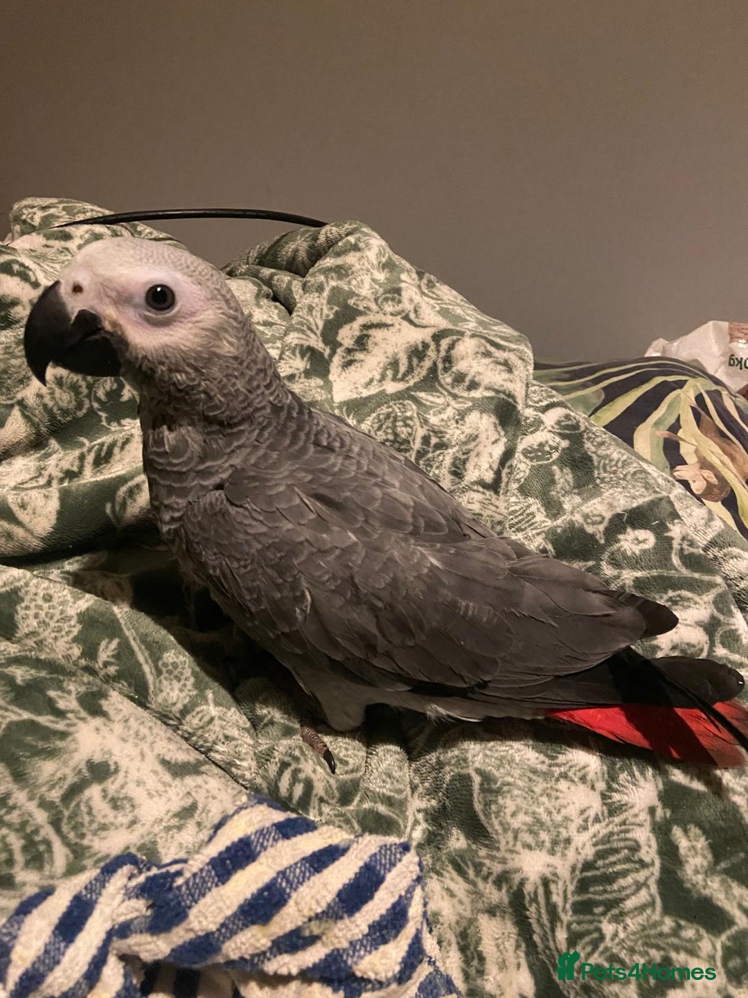 Parrots birds for sale: African grey 15 weeks old just weaning  - Image 1