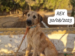 Mixed Breed dogs - Advert 16