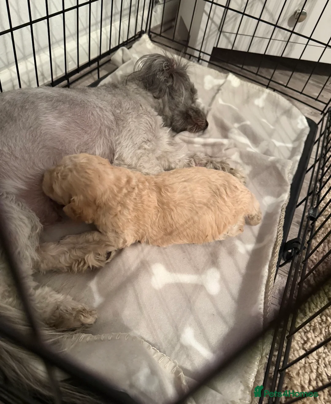 Shihpoo dogs for sale: Beautiful coco looking for a forever home - Advert 2