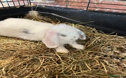 Mini Lop rabbits for sale: Mini Lop Baby Boys - Image 29