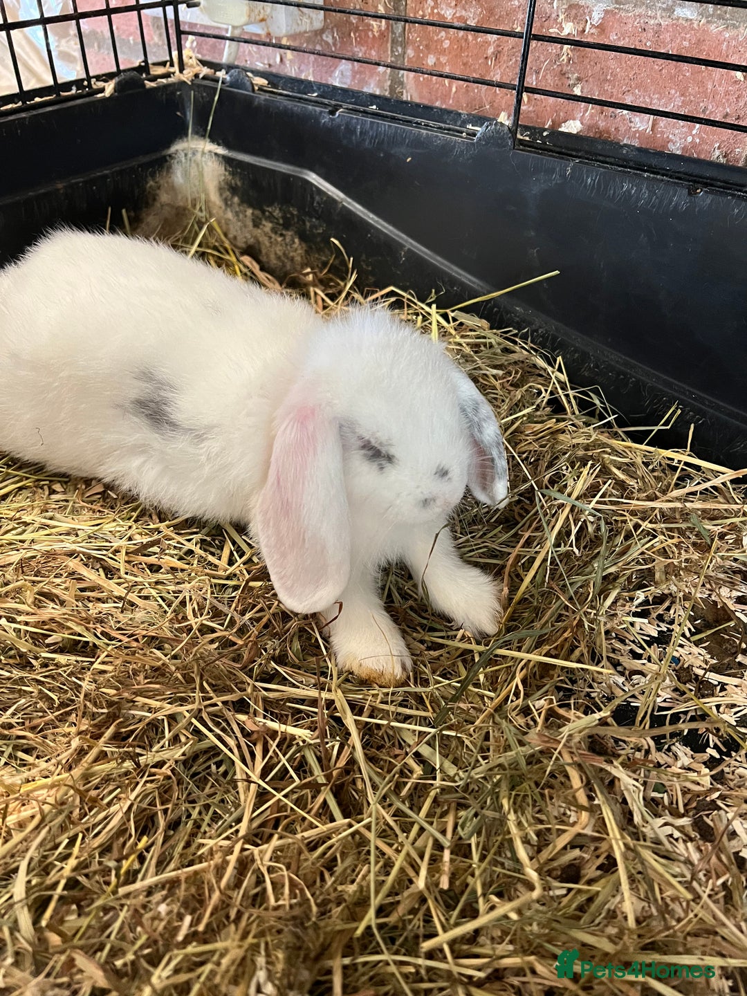 Mini Lop rabbits for sale: Mini Lop Baby Boys - Image 29