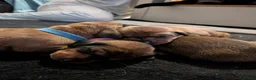 Miniature Dachshund dogs for sale: Miniature dashaund puppies  - Advert 21