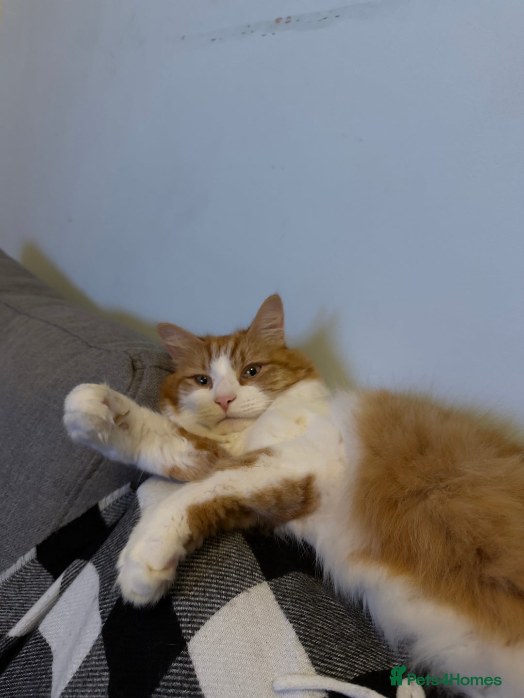 Mixed Breed cats for sale: Two adults cats for rehoming - Advert 3