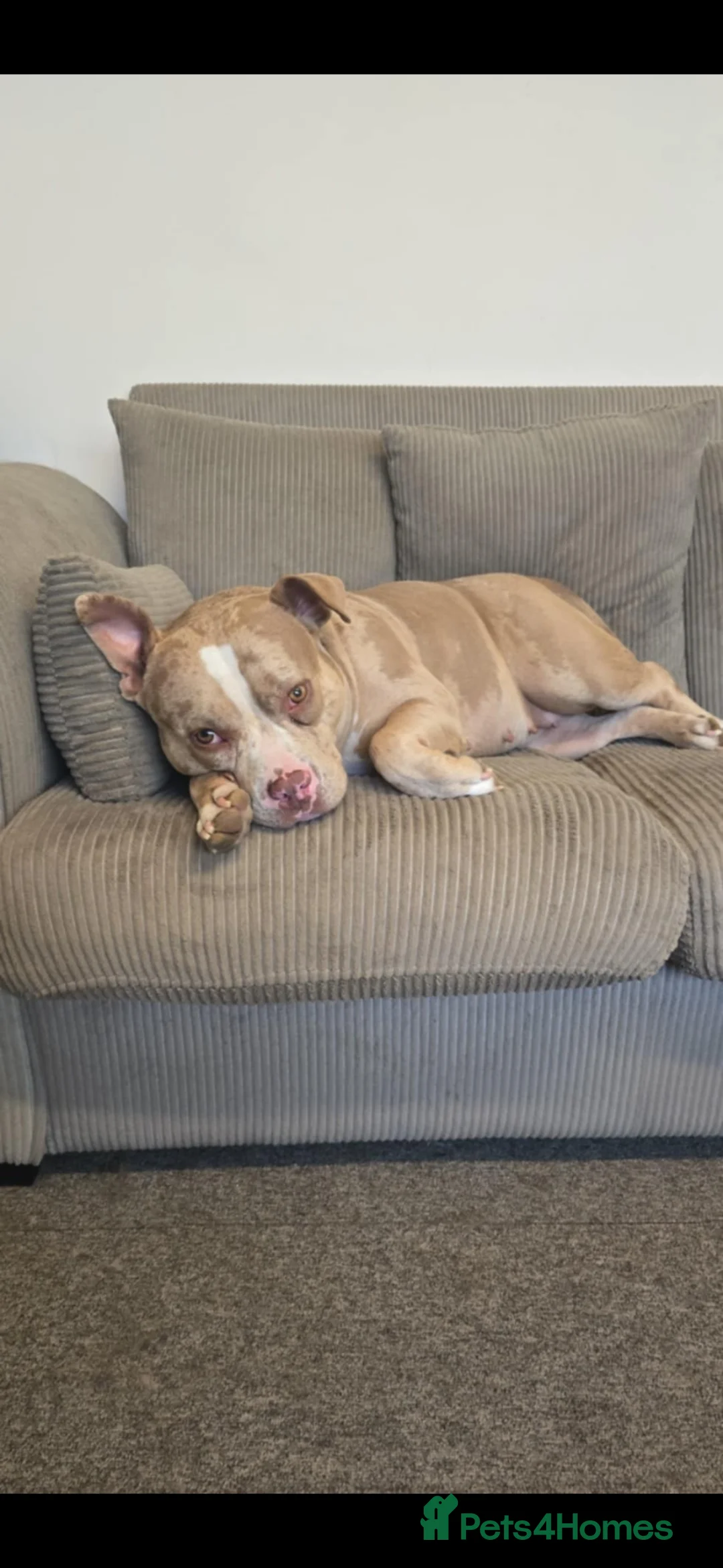 American Bully dogs for sale: 3 year old Pocket Bully in Bideford - Advert 2