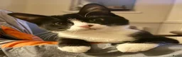Mixed Breed cats for sale: *£0* 2 cats. Brother and sister  - Advert 11