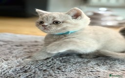 Scottish Fold cats for sale: Scottish straight - Image 20